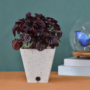  6 Inch, 8 Inch, 10 Inch Set of 3 Planter