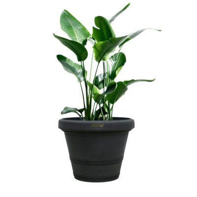 Large Planter Large Planter