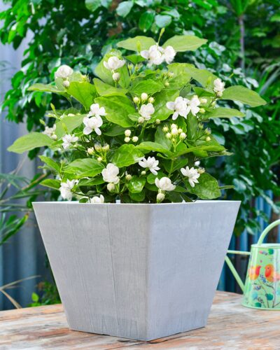 Realistic Wood Plank Plant Pots Realistic Wood Plank Plant Pots