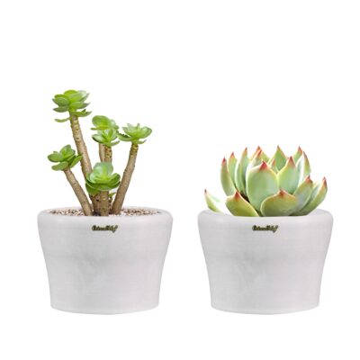 Small Planters Small Planters