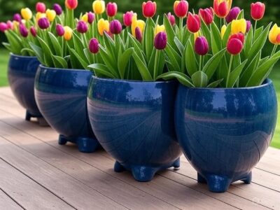 Potted Tulips