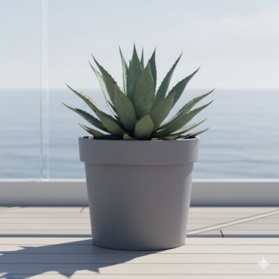 Agave