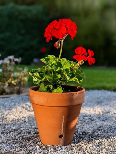 Geranium Pot