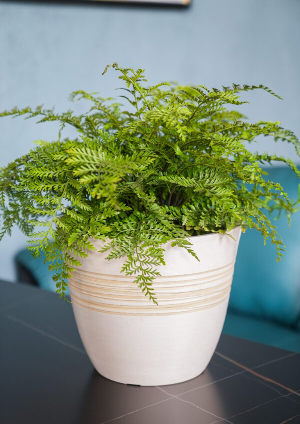 Plant Pot Plant Pot