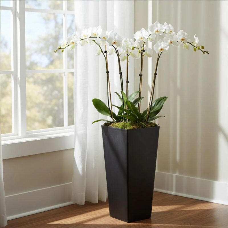 Indoor Planters