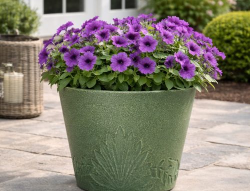 What Size Planter Do You Really Need?