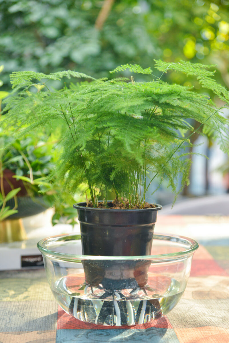 Plant Watering Spikes