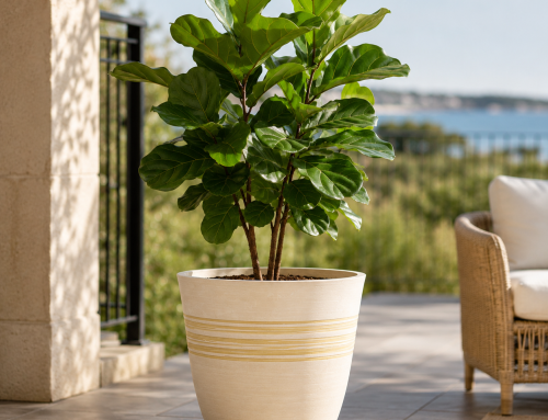 Start the New Growing Season with Stylish Planters for Indoor and Outdoor Plants