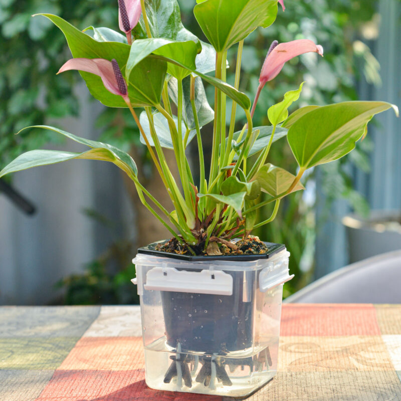GreenShip Self-Watering Spikes GreenShip Self-Watering Spikes